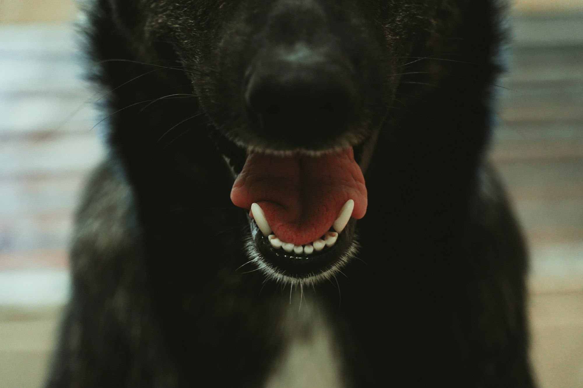 Dogs teeth